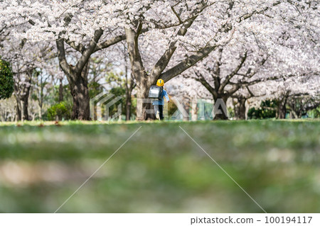 elementary student, primary school child, primary school student 100194117