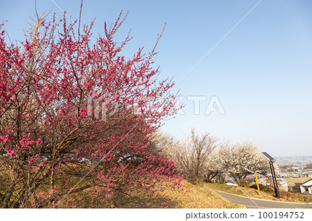 群馬縣吉岡町城山三晴公園梅林 群馬縣吉岡町城山三晴公園梅林 100194752