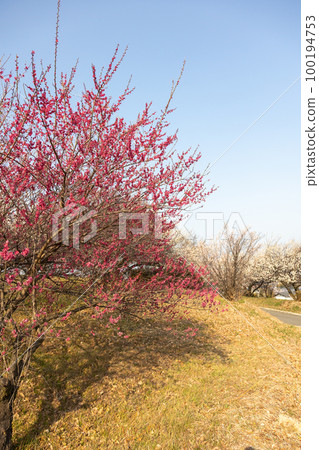 群馬縣吉岡町城山三晴公園梅林 群馬縣吉岡町城山三晴公園梅林 100194753