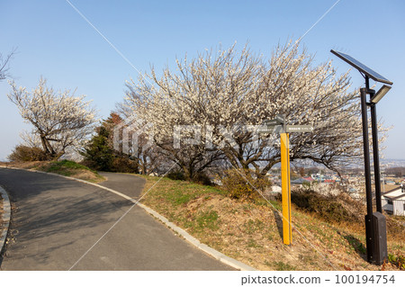 群馬縣吉岡町城山三晴公園梅林 群馬縣吉岡町城山三晴公園梅林 100194754