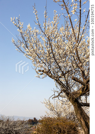 群馬縣吉岡町城山三晴公園梅林 100194755