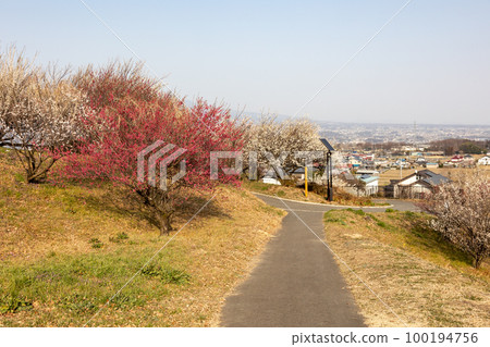 群馬縣吉岡町城山三晴公園梅林 群馬縣吉岡町城山三晴公園梅林 100194756