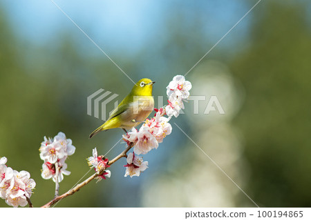 Meiro and Ume 100194865