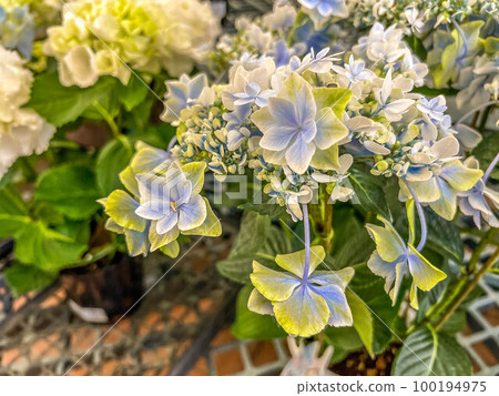 淺色繡球花~梅雨季~ 淺色繡球花~梅雨季~ 100194975