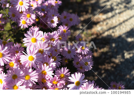 Pink flowers in full bloom, illuminated by the late autumn sun Pink flowers in full bloom, illuminated by the late autumn sun 100194985