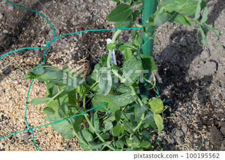 Home garden in March (peas) Home garden in March (peas) 100195562