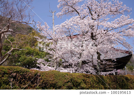 Minobu Honenji 櫻花 Minobu Honenji 櫻花 100195613