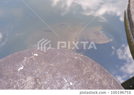 turtle in water 100196758