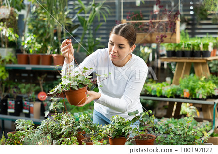 Woman buying common ivy at flower shop Woman buying common ivy at flower shop 100197022