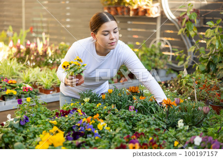 woman shopper is choosing about which flower to buy - gazania or pansies 100197157