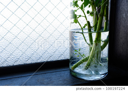 Watercress growing new roots in a clear glass of water Watercress growing new roots in a clear glass of water 100197224