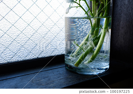 Watercress growing new roots in a clear glass of water 100197225