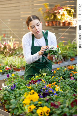 woman worker examines pansies petals 100197252