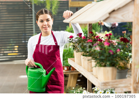 employee of flower greenhouse stands with watering can near shelf with plants 100197305