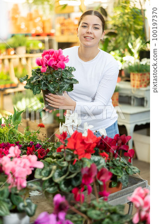 visitor to flower shop examines large flowers of cyclamen visitor to flower shop examines large flowers of cyclamen 100197370