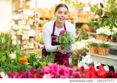 flower shop worker examines drooping ranunculus flower flower shop worker examines drooping ranunculus flower 100197377