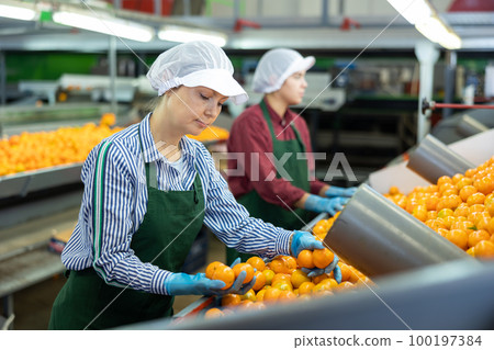Two young women sorts tangerines on a conveyor line. Fruit quality check. 100197384