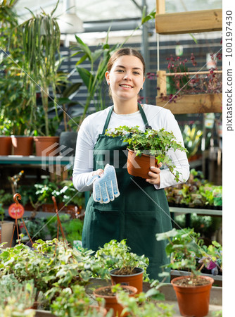in flower shop, girl worker examines pots with ivy bushes 100197430