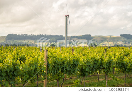 The scenery view of grapes vineyards in Hawke's Bay region of New Zealand. 100198374