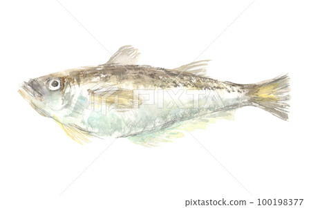 Illustration of sandfish painted by watercolor 100198377