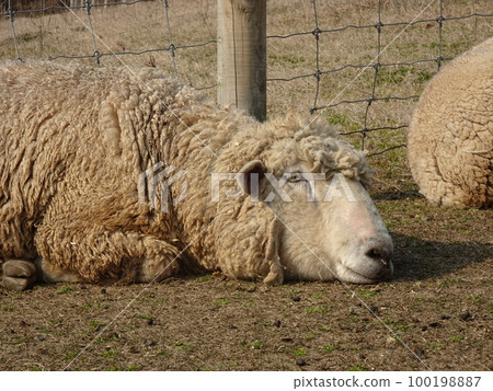 睡羊 100198887