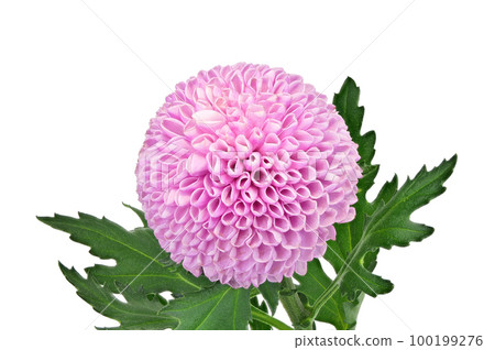 [Ping Pong Mum (Chrysanthemum)] (Depth synthesis) 100199276