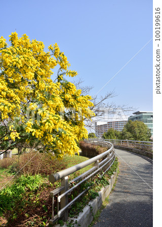Acacia flowers Fukuoka Island City spring scenery Island City Chuo Park 100199616
