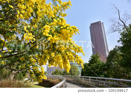 金合歡花福岡島市春景島市中央公園 100199617