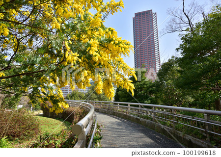 Acacia flowers Fukuoka Island City spring scenery Island City Chuo Park 100199618