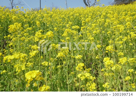 一邊強姦開花 100199714