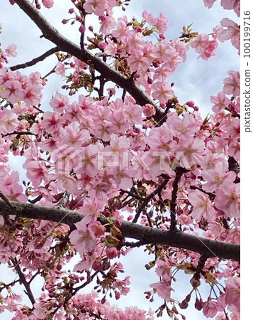 春天造訪河津櫻花 100199716