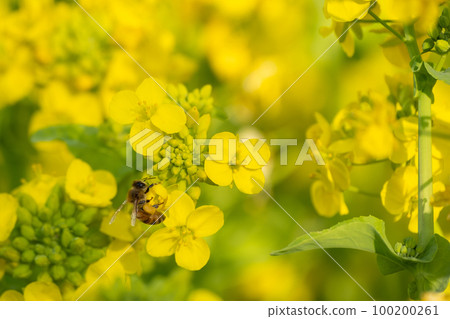 盛開的油菜花和蜜蜂春天的景象 盛開的油菜花和蜜蜂春天的景象 100200261