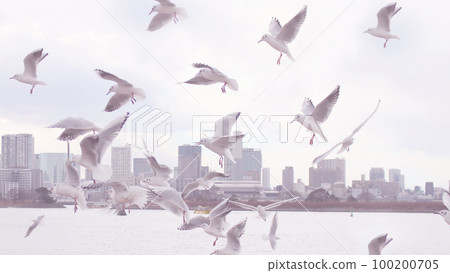 Many black-headed gulls take off in Odaiba Many black-headed gulls take off in Odaiba 100200705