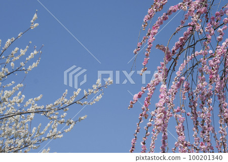 湛藍的天空中盛開的梅花 湛藍的天空中盛開的梅花 100201340