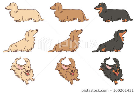 臘腸犬(長大衣)插圖 臘腸犬(長大衣)插圖 100201431
