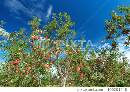 [Apple, Hirosaki City, Aomori Prefecture] Blue sky and bright red apples. Autumn in Tsugaru, apple orchards are harvesting 100201448