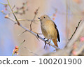 Daurian Redstart / Daurian Redstart 女性 100201900