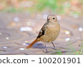 Daurian Redstart / Daurian Redstart 女性 100201901