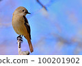 Daurian Redstart / Daurian Redstart 女性 100201902