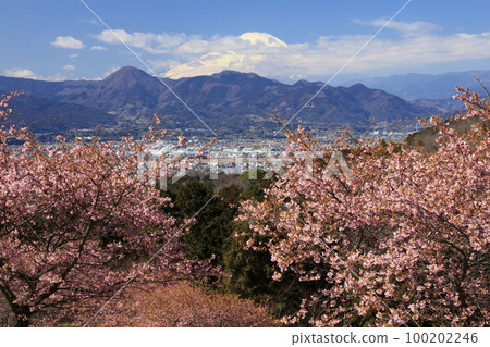 櫻花富士 100202246