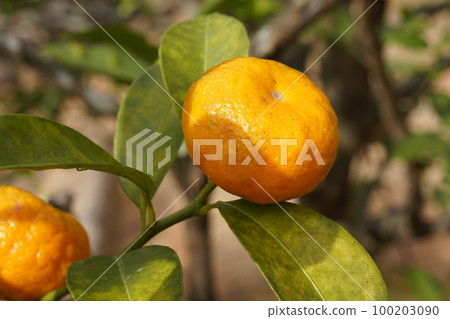 Hirami Lemon (Shikwasa) yellow fruit 100203090