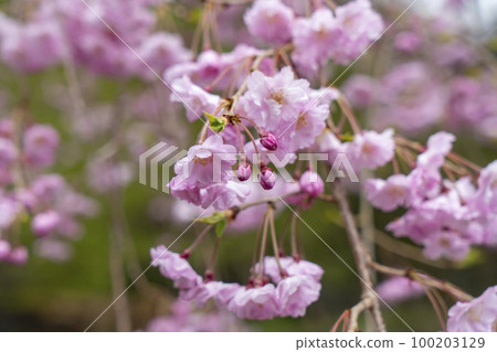 Nara, Hasedera's weeping cherry tree Nara, Hasedera's weeping cherry tree 100203129