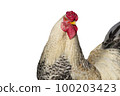 Portrait of a rooster on a white insulated background 100203423