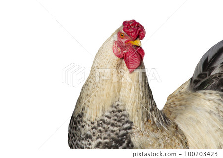 Portrait of a rooster on a white insulated background 100203423