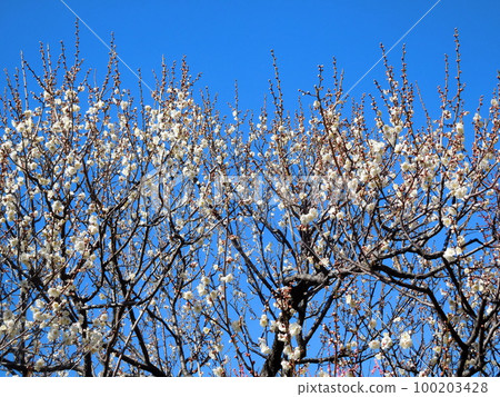 Plum Blossoms White Kaga Single-flowered white flowers 100203428