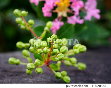 Buds of crape myrtle 100203819