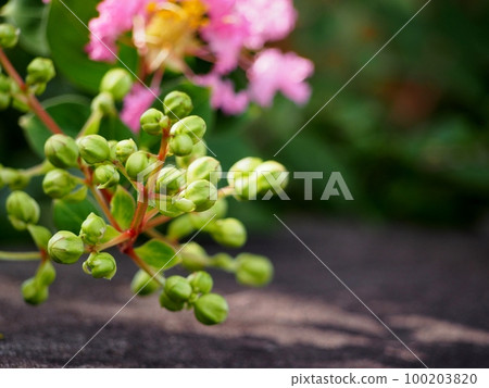 Buds of crape myrtle Buds of crape myrtle 100203820