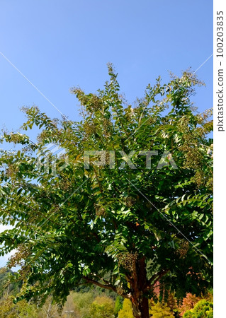 crape myrtle tree in autumn crape myrtle tree in autumn 100203835