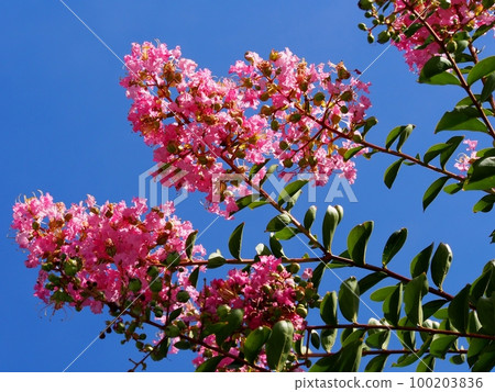 Flower of crape mybs Flower of crape mybs 100203836