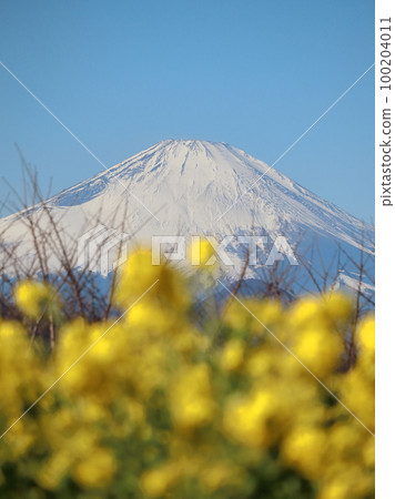 從吾妻山公園看到的富士山和油菜花 100204011